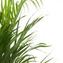 Voir la diapositive 3 : PLANT IN A BOX Palmier areca - Dypsis lutescens - Hauteur 140-150cm - ⌀27cm