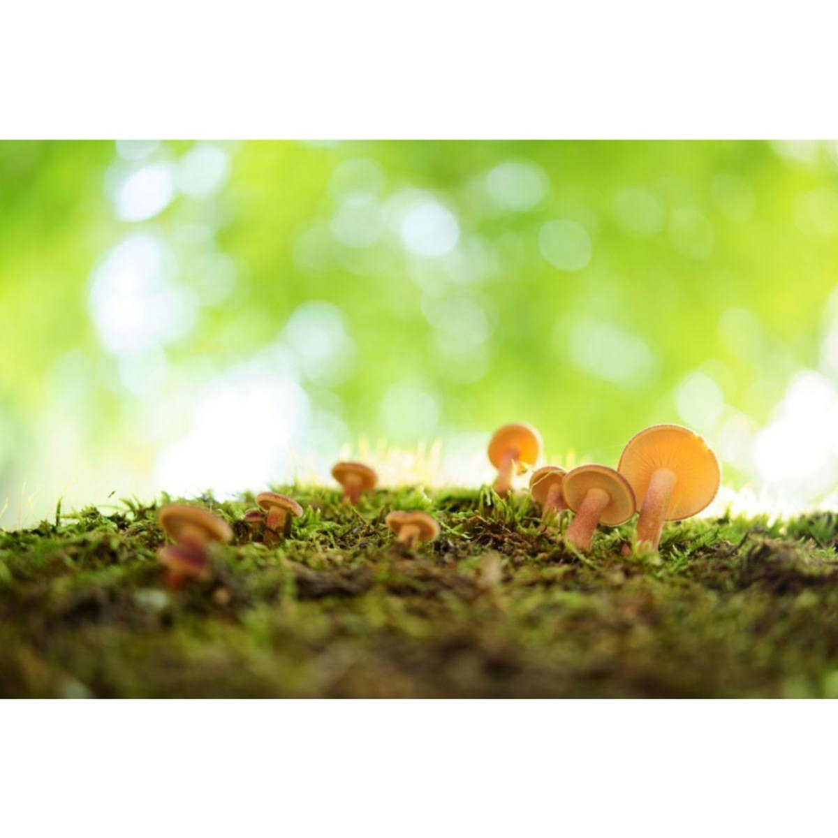 Tamron Objectif pour Hybride 35mm F2.8 DI III OSD Sony FE