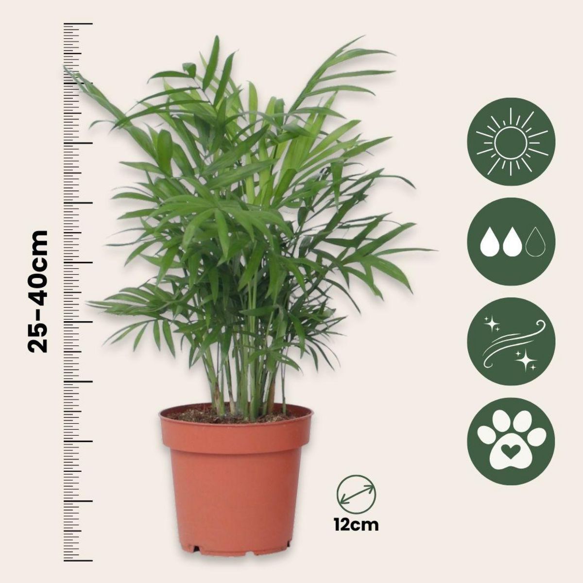 PLANT IN A BOX Palmiers d'intérieur - Set de 2 - Dypsis, Chamaedorea - Hauteur 25-40cm - ⌀12cm