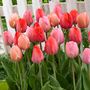 Voir la diapositive 5 : PLANT IN A BOX Tulipe - Set de 80 - Tulipa 'Salmon', 'Van Eijk' - Bulbes à fleurs - Rouge