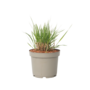 Voir la diapositive 1 : PLANT IN A BOX Panic érigé - Panicum virgatum 'Heavy Metal' - Hauteur 40-60cm - ⌀23cm