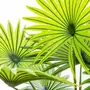 ATMOSPHERA Plante Artificielle en Pot  Palmier  120cm Vert