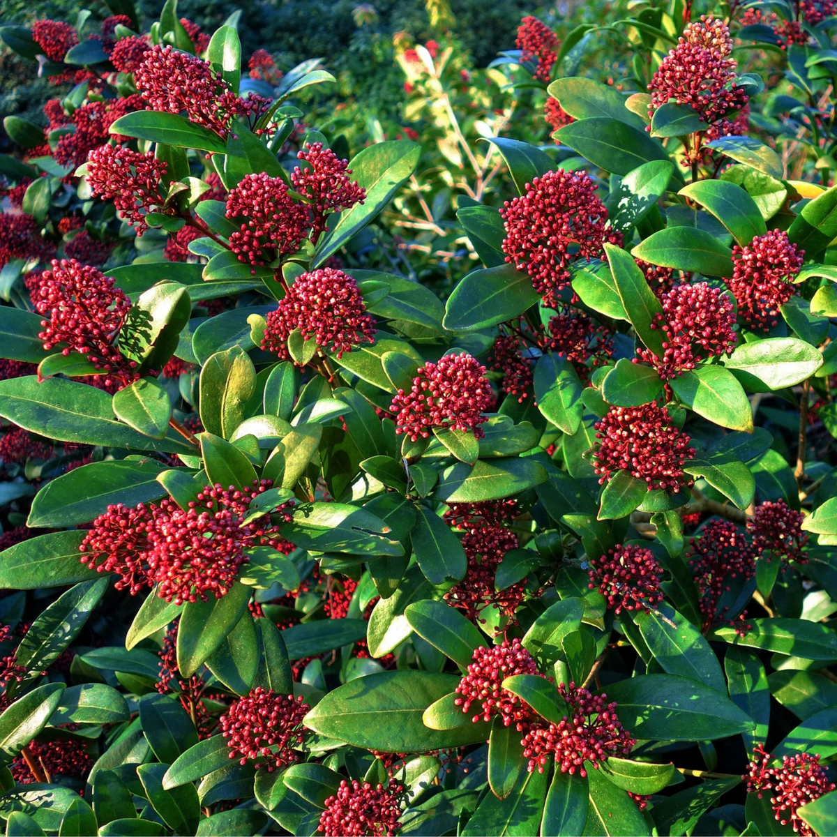 PLANT IN A BOX Arbuste à fleurs - Set de 4 - Skimmia japonica 'Rubella' - H35-45cm - ⌀15cm
