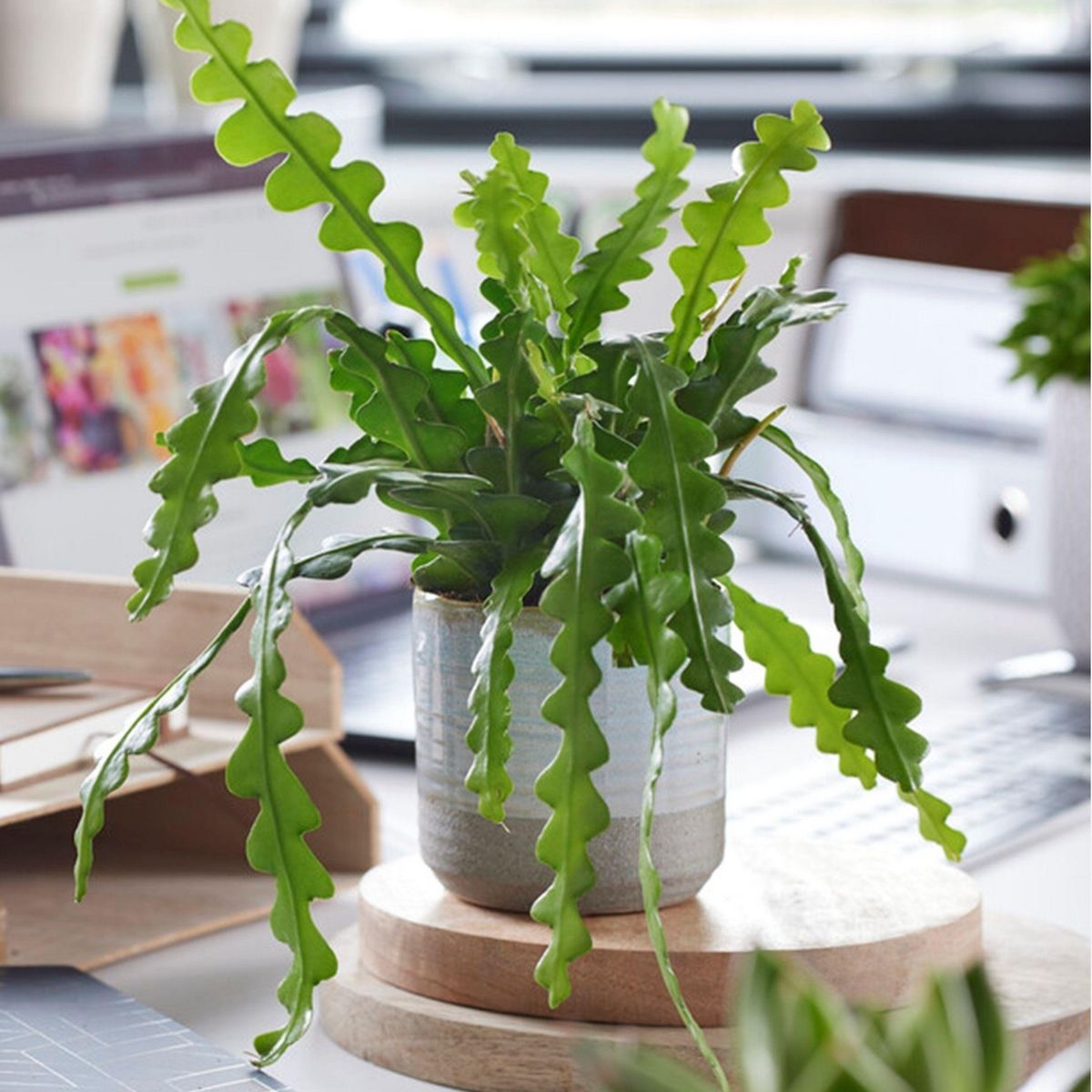 PLANT IN A BOX Cactus orchidée - Set de 2 - Epiphyllum 'Anguliger' - Hauteur 30-40cm - ⌀15cm