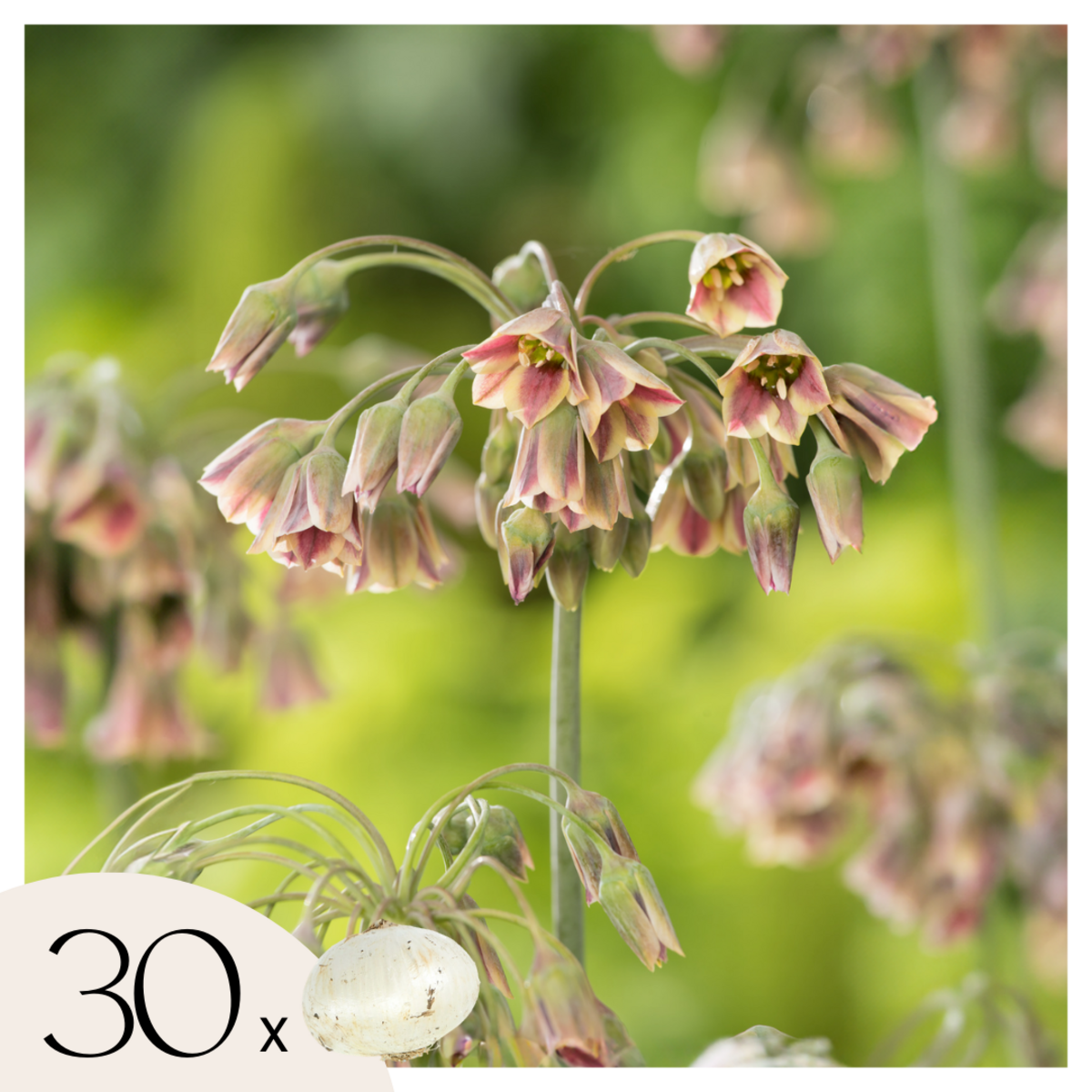 PLANT IN A BOX Ail - Set de 30 - Allium 'Nectaroscordum' - Bulbes à fleurs - Rose