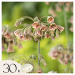 PLANT IN A BOX Ail - Set de 30 - Allium 'Nectaroscordum' - Bulbes à fleurs - Rose