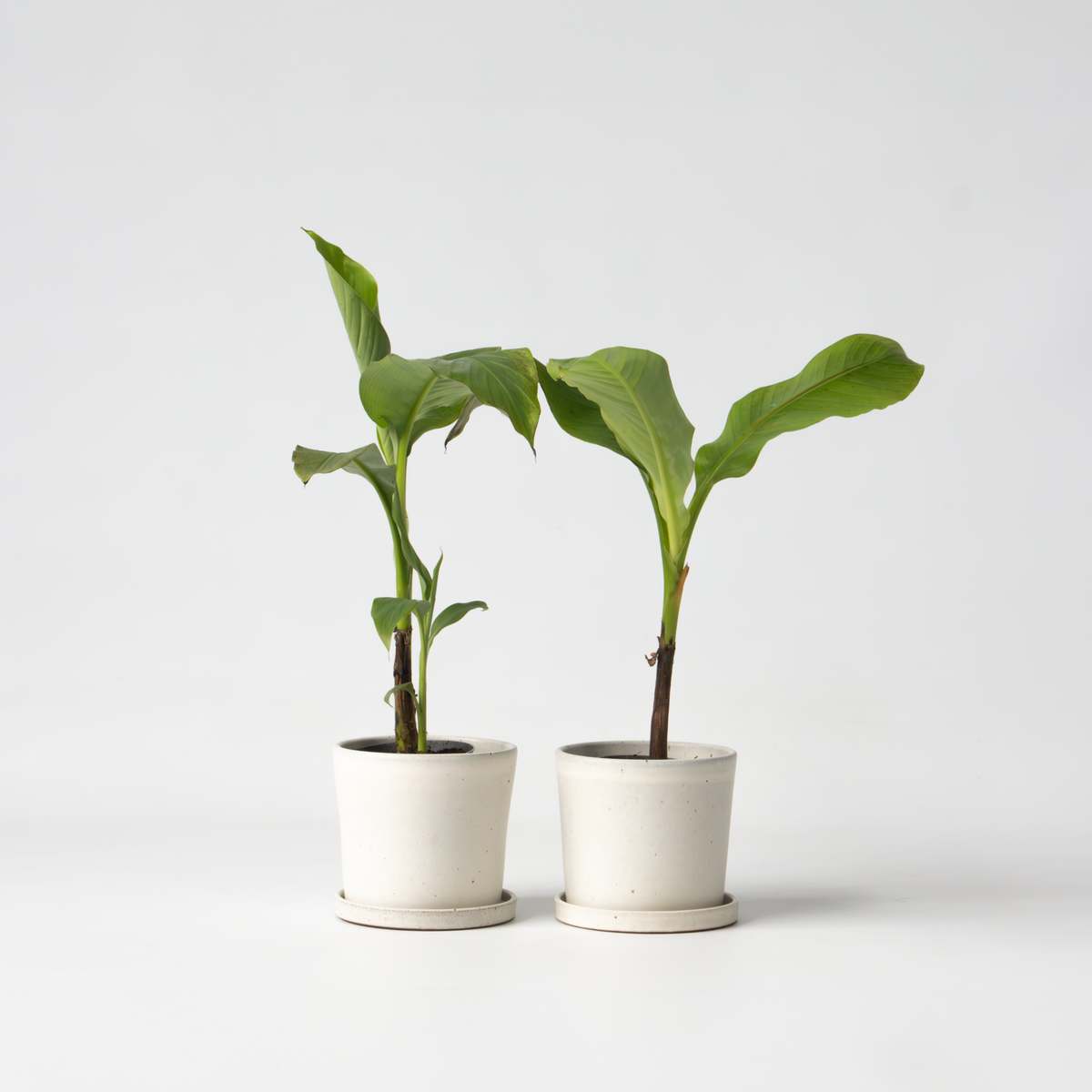 PLANT IN A BOX Bananier du Japon - Set de 2 - Musa basjoo - Hauteur 25-40cm - ⌀9cm