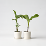 Voir la diapositive 5 : PLANT IN A BOX Bananier du Japon - Set de 2 - Musa basjoo - Hauteur 25-40cm - ⌀9cm