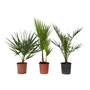 Voir la diapositive 1 : PLANT IN A BOX Mélange de palmiers d'extérieur - Set de 3 - Hauteur 50-70cm - ⌀15cm