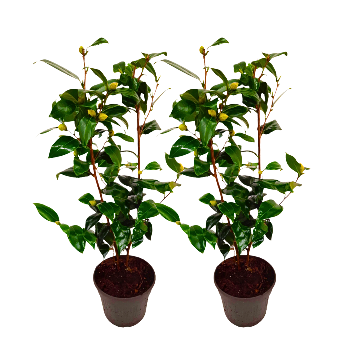 PLANT IN A BOX Camélia - Set de 2 - Camellia japonica 'Brush Field' - Hauteur 50-60cm - ⌀15cm