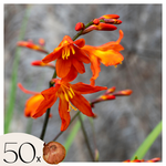 PLANT IN A BOX Fleur de l'Incendie - Set de 50 - Crocosmia 'Lucifer' - Bulbes à fleurs - Rouge