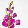 Voir la diapositive 3 : PLANT IN A BOX Orchidée - Vanda 'Pink' - Hauteur 55-65cm