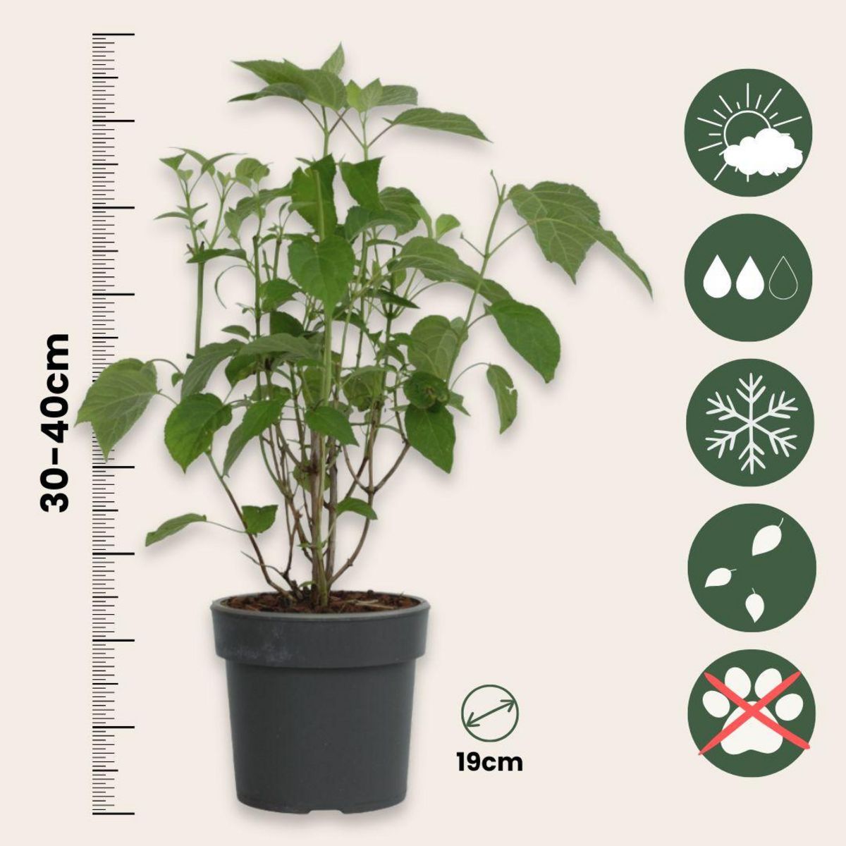 PLANT IN A BOX Hortensia - Set de 3 - Hydrangea 'Strong Annabelle' - Hauteur 30-40cm - ⌀19cm