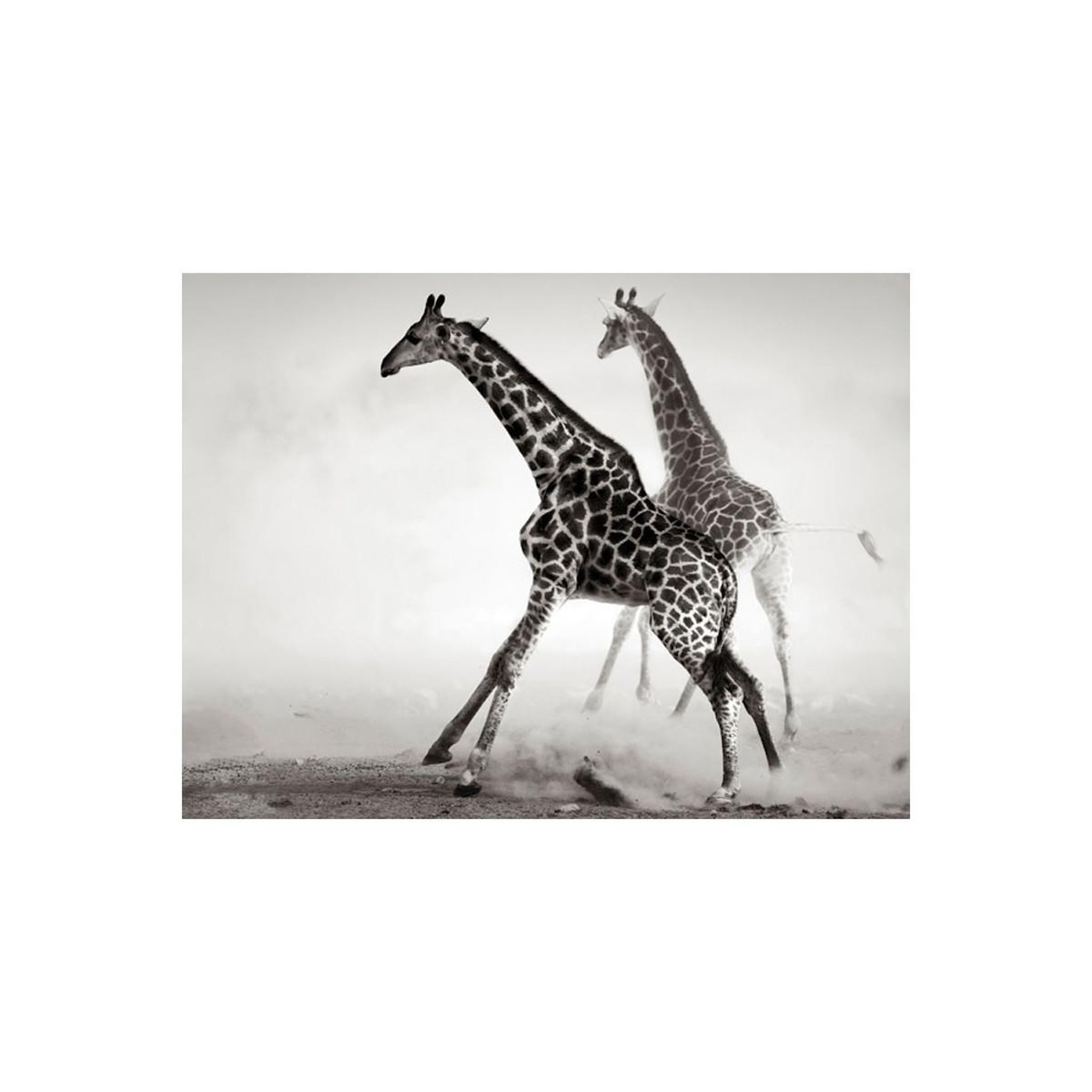 Voir la diapositive 2 : Paris Prix Papier Peint  Girafes