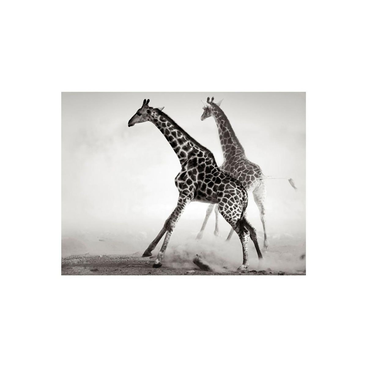 Paris Prix Papier Peint  Girafes