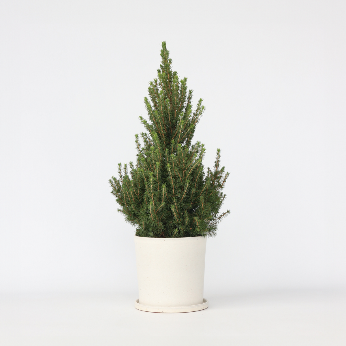 PLANT IN A BOX Épinette blanche - Picea glauca conica 'December' - Hauteur 55cm - ⌀21cm
