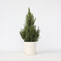 Voir la diapositive 6 : PLANT IN A BOX Épinette blanche - Picea glauca conica 'December' - Hauteur 55cm - ⌀21cm