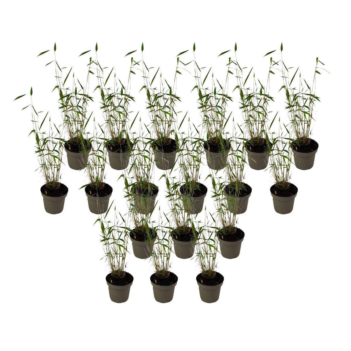 PLANT IN A BOX Bambou non-traçant - Set de 18 - Fargesia 'Blue Dragon - Hauteur 30-40cm - ⌀13cm