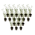 PLANT IN A BOX Bambou non-traçant - Set de 18 - Fargesia 'Blue Dragon - Hauteur 30-40cm - ⌀13cm
