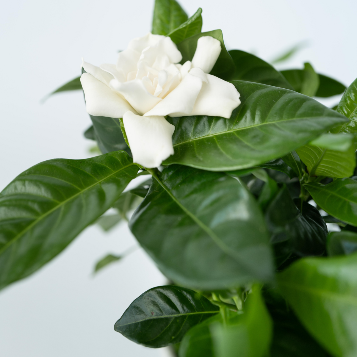 PLANT IN A BOX Jasmin du Cap - Set de 2 - Gardenia jasminoides - Hauteur 20-30cm - ⌀13cm