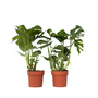 Voir la diapositive 1 : PLANT IN A BOX Plante à trous - Set de 2 - Monstera deliciosa - Hauteur 70-80cm - ⌀21cm