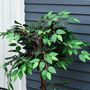 Voir la diapositive 4 : OUTSUNNY Arbre artificiel plante artificiel ficus hauteur 1,2 m tronc branches liane lichen feuilles grand réalisme pot inclus