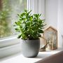 Voir la diapositive 3 : PLANT IN A BOX Arbre à jade - Lot 2 - Crassula ovata - Hauteur 15-25cm - ø12cm