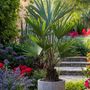 Voir la diapositive 4 : PLANT IN A BOX Palmier de Chine - Trachycarpus Fortunei - Hauteur 35-45cm - ⌀15cm