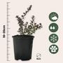 Voir la diapositive 2 : PLANT IN A BOX Canneberge - Set de 3 - Vaccinium macrocarpon 'Cranberry' - H10-20cm - ⌀9cm