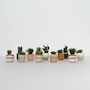 Voir la diapositive 5 : PLANT IN A BOX Cactus corail mix - Rhipsalis - Lot de 12 - Hauteur 8-12 cm - Pot 5.5 cm