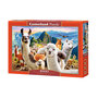 Voir la diapositive 2 : Castorland Puzzle 1000 pièces : Selfie de Lamas