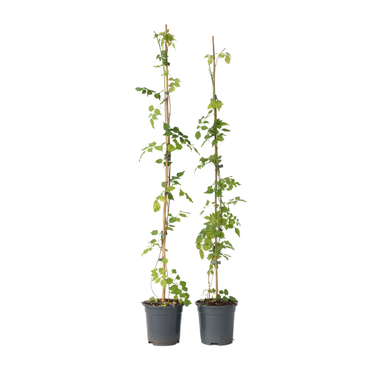 PLANT IN A BOX Bignone à trompettes - Set de 2 - Campsis radicans - Hauteur 110-120cm - ⌀17cm