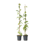 PLANT IN A BOX Bignone à trompettes - Set de 2 - Campsis radicans - Hauteur 110-120cm - ⌀17cm