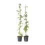 Voir la diapositive 1 : PLANT IN A BOX Bignone à trompettes - Set de 2 - Campsis radicans - Hauteur 110-120cm - ⌀17cm