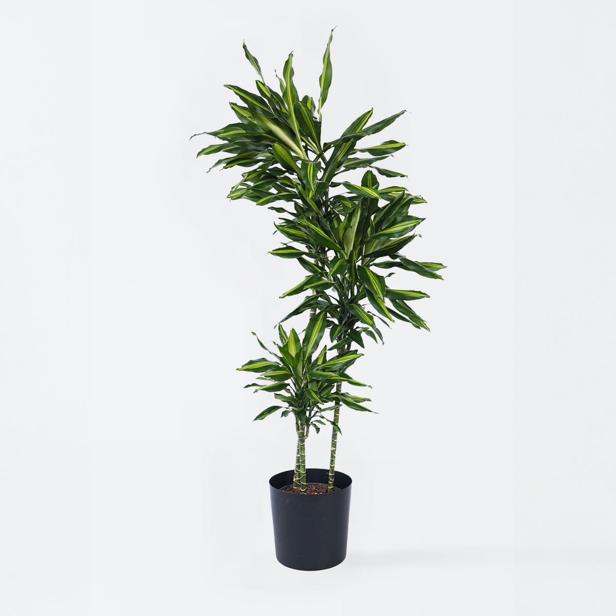 PLANT IN A BOX Dragonnier - Dracaena fragrans 'Cintho' - Hauteur 140-150cm - ⌀24cm