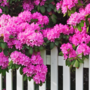 Voir la diapositive 4 : PLANT IN A BOX Buisson à fleurs - Set de 3 - Rhododendron roseum - Hauteur 25-40cm - ⌀9cm