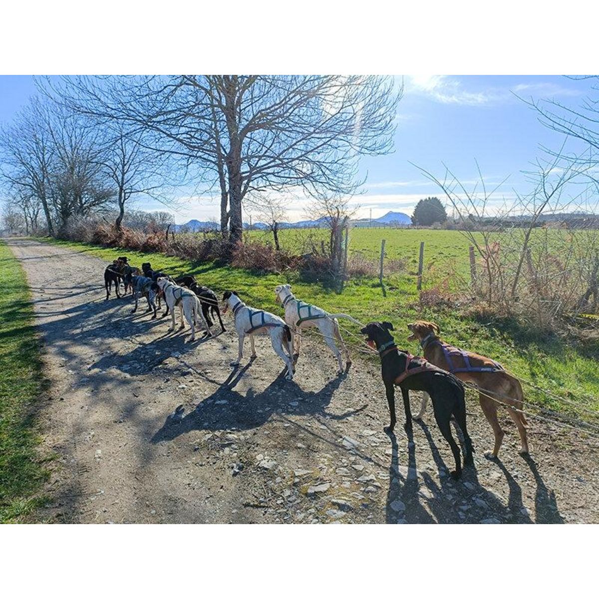 Smartbox Aventure insolite en famille : 1h de balade en Cani-Kart près de Clermont-Ferrand - Coffret Cadeau Sport & Aventure