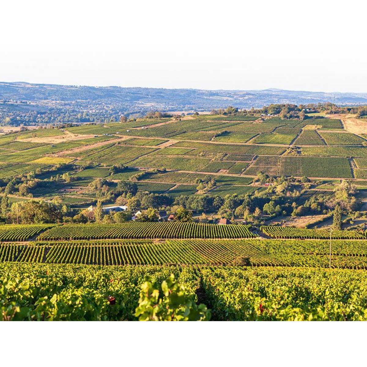 Smartbox Vol en hélicoptère de 20 min au-dessus des vignobles bourguignons - Coffret Cadeau Sport & Aventure