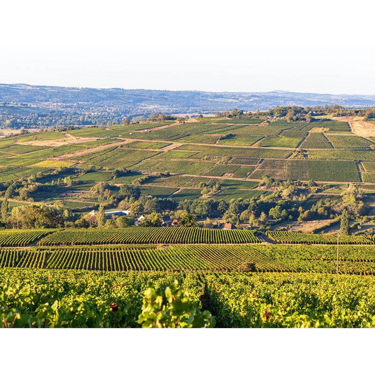 Smartbox Vol en hélicoptère de 20 min au-dessus des vignobles bourguignons - Coffret Cadeau Sport & Aventure