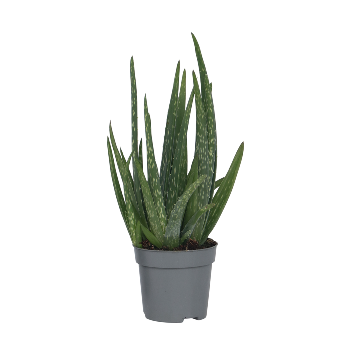 PLANT IN A BOX Aloe vera - Aloe barbadensis - Hauteur 25-40cm - ⌀10,5cm