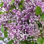  Lilas nain Dark Purple - Le pot / 3L / Hauteur livrée 30-40cm - Willemse