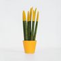 Voir la diapositive 6 : PLANT IN A BOX Sansevieria cylindrique - Hauteur 20-40cm - Pot 9cm