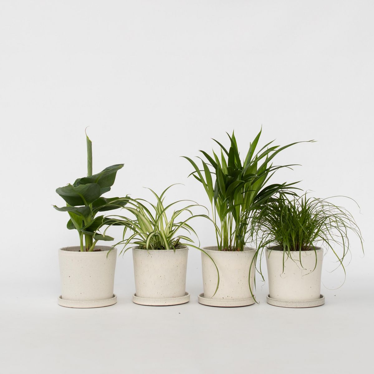 PLANT IN A BOX Amical pour les animaux - Set de 4 - Pet Friendy Mix - Hauteur 25-40cm - ⌀12cm