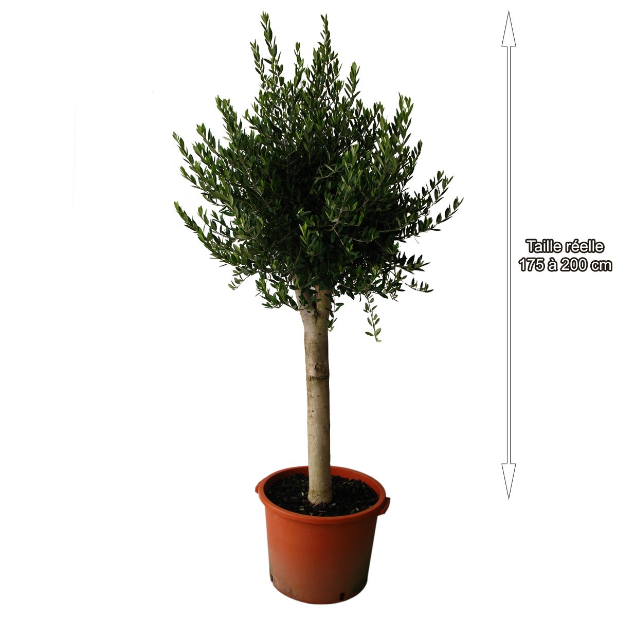 Olivier d'Europe, Pot 45 Litre