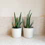 Voir la diapositive 4 : PLANT IN A BOX Aloe vera - Set de 2 - Aloe barbadensis - Hauteur 25-40cm - ⌀10,5cm
