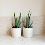 Voir la diapositive 4 : PLANT IN A BOX Aloe vera - Set de 2 - Aloe barbadensis - Hauteur 25-40cm - ⌀10,5cm
