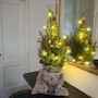 Voir la diapositive 4 : PLANT IN A BOX Mini-sapin avec sac-en-jute - Picea glauca Conica - 55-65cm - ⌀15cm