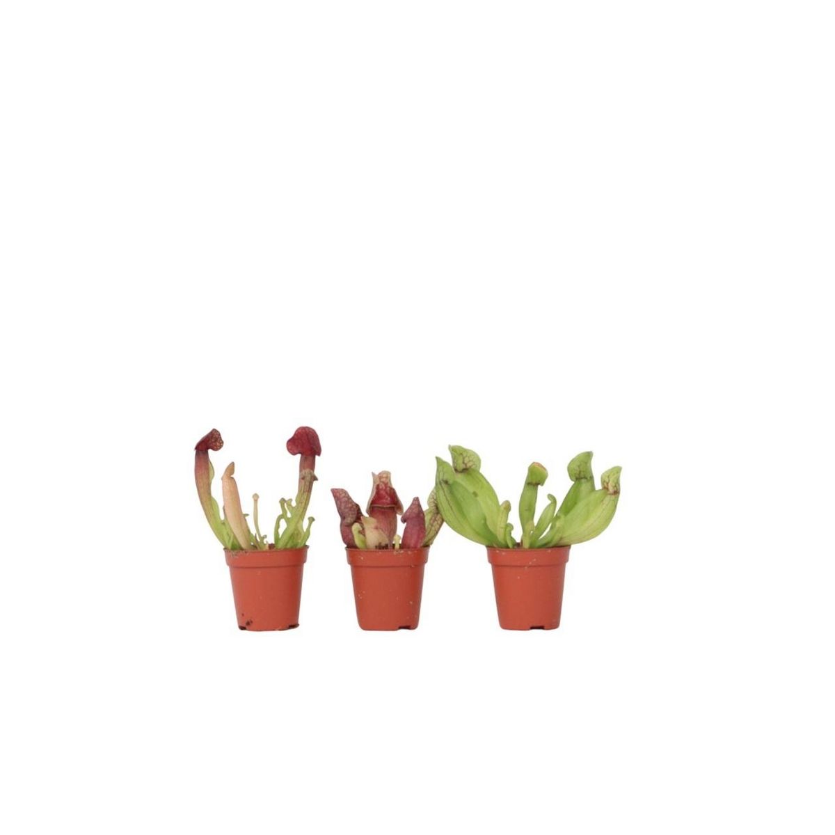 PLANT IN A BOX Sarracénie pourpre - Set de 3 - Sarracenia purpurea - Hauteur 10cm - ⌀5,5cm
