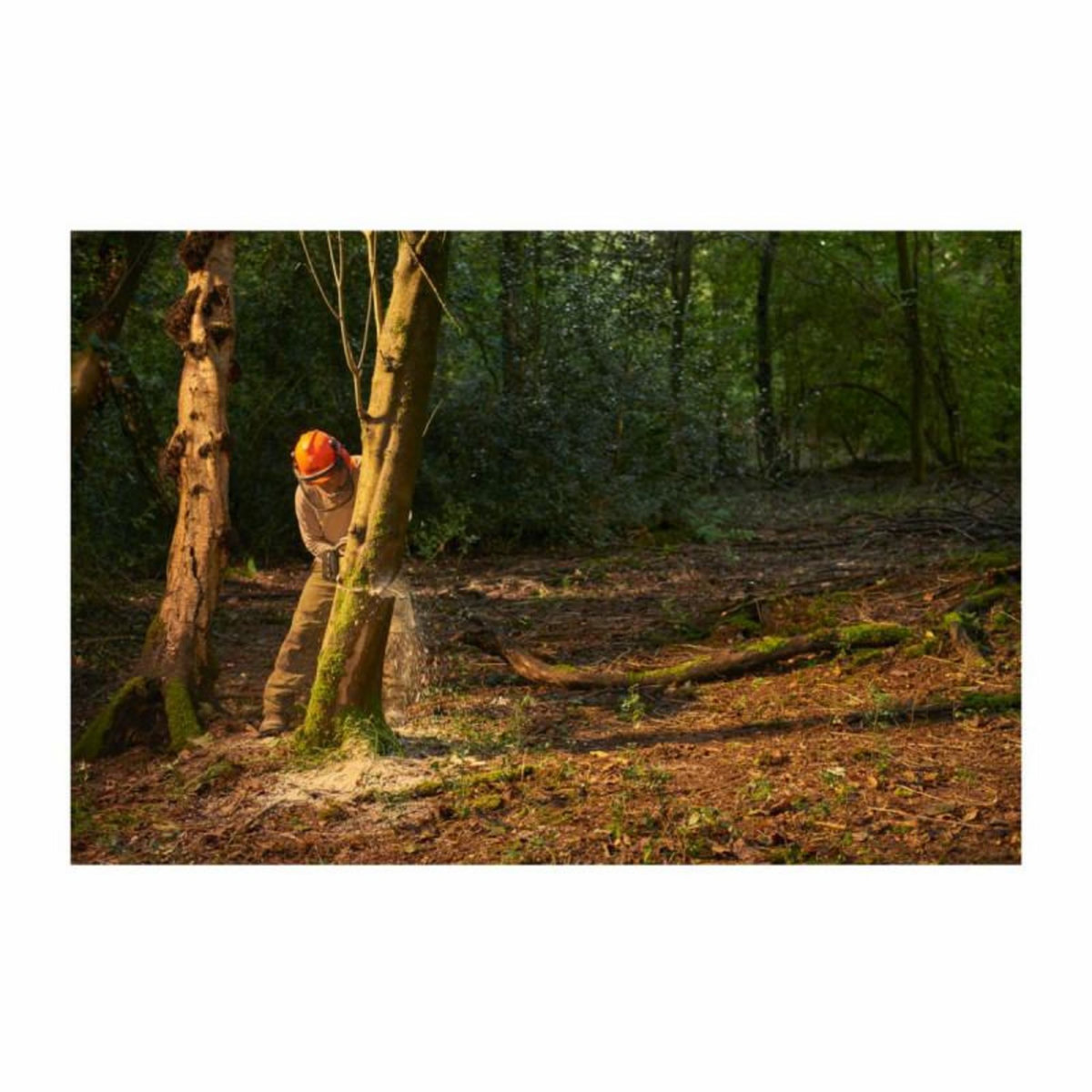 Ryobi Tronçonneuse RYOBI 36V LithiumPlus Brushless - Sans batterie ni chargeur RY36CSX35A-0