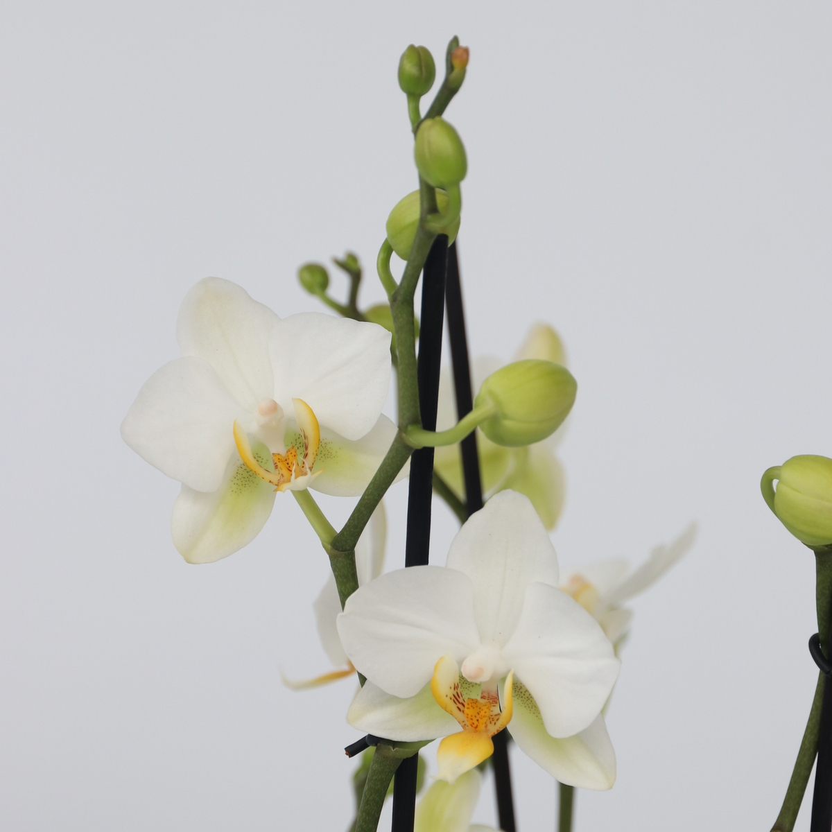 PLANT IN A BOX Orchidée papillon - Phalaenopsis Multiflora - Hauteur 35-45cm - ⌀12cm